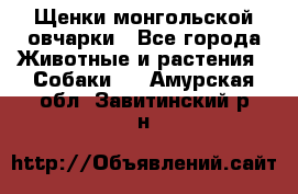 Щенки монгольской овчарки - Все города Животные и растения » Собаки   . Амурская обл.,Завитинский р-н